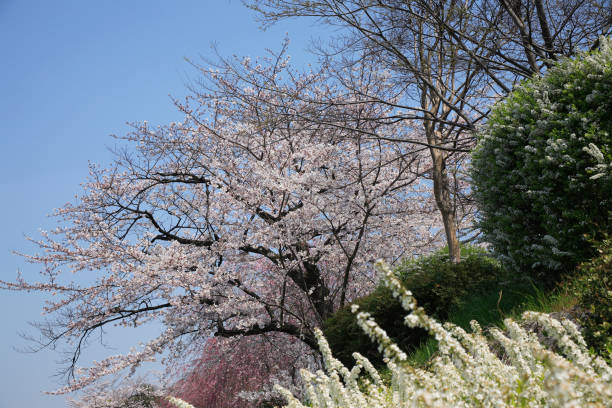 istock Cherry blossoms of kamogawa 844667874