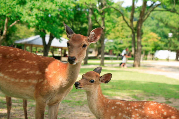 Parent Fawn
