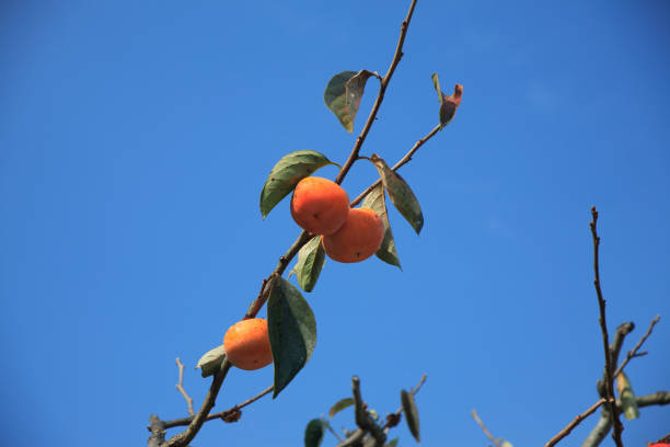 A persimmon tree laden with fruit.