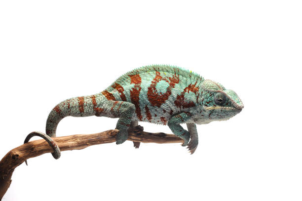 istock Blue lizard Panther chameleon isolated on white background 844673108