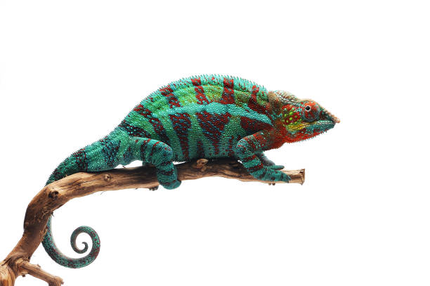 camaleón pantera de lagarto azul aislado sobre fondo blanco - chameleon fotografías e imágenes de stock