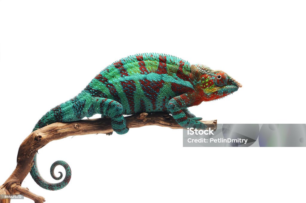 Caméléon panthère de lézard bleu isolé sur fond blanc - Photo de Caméléon libre de droits