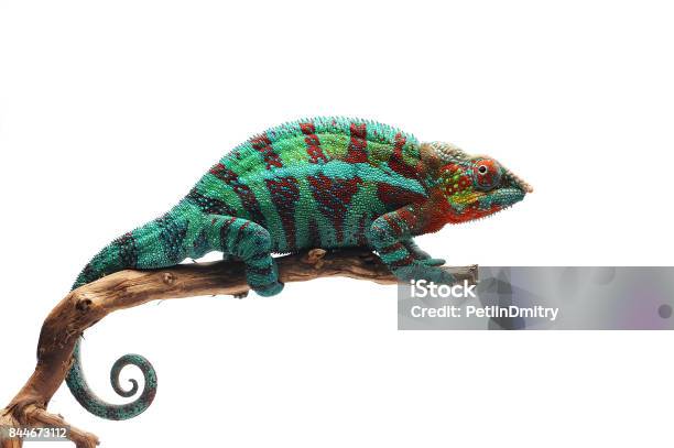 Photo libre de droit de Caméléon Panthère De Lézard Bleu Isolé Sur Fond Blanc banque d'images et plus d'images libres de droit de Caméléon