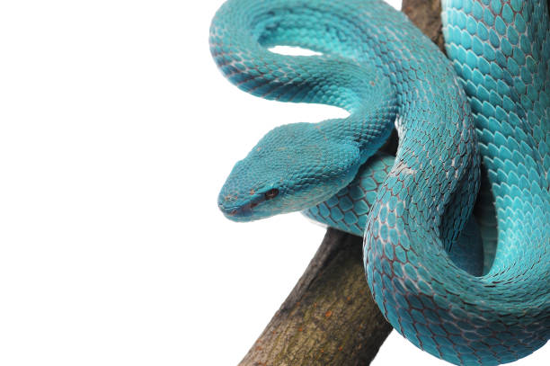 Komodo island pit blue viper isolated on white background