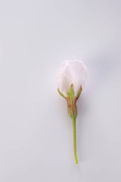 The buds of cherry blossoms