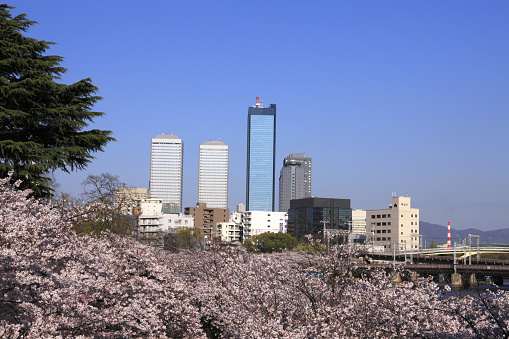 Osaka business park with cherry blossoms