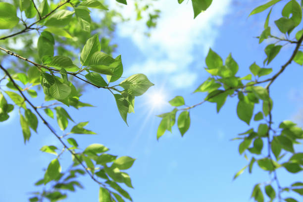 istock Fresh green leaves and blue sky 844680942