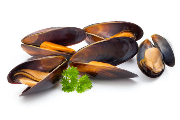 istock Mussels isolated on white background. Sea food. 844683824