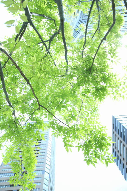 istock Fresh green and mansion 844683918