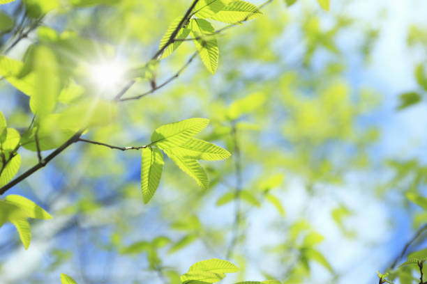 istock Leaf of the fresh green 844683956