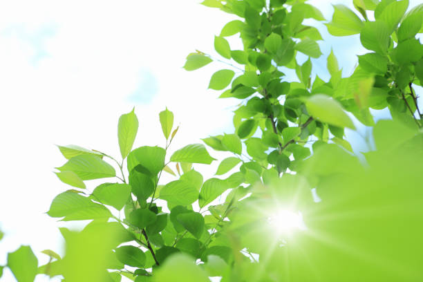 istock Leaf of the fresh green 844684054