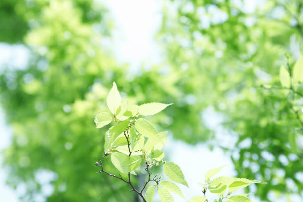 istock Sunlight and fresh green leaves 844684066