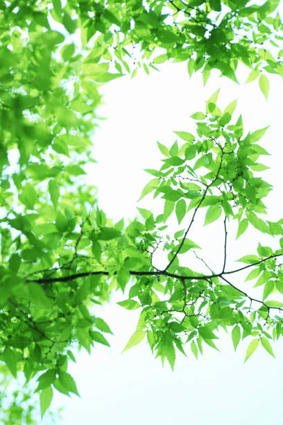 istock Sunlight and fresh green leaves 844684150
