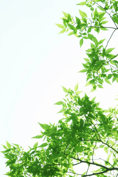 istock Sunlight and fresh green leaves 844684216
