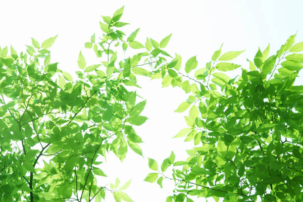 istock Sunlight and fresh green leaves 844684234