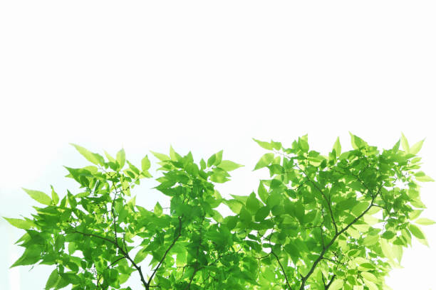 istock Sunlight and fresh green leaves 844684246