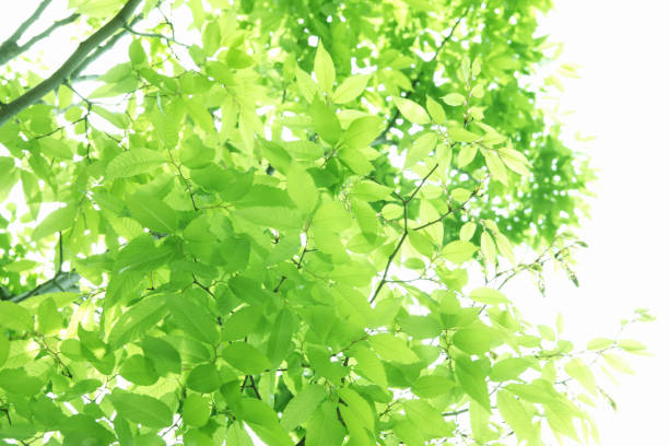 istock Sunlight and fresh green leaves 844684262