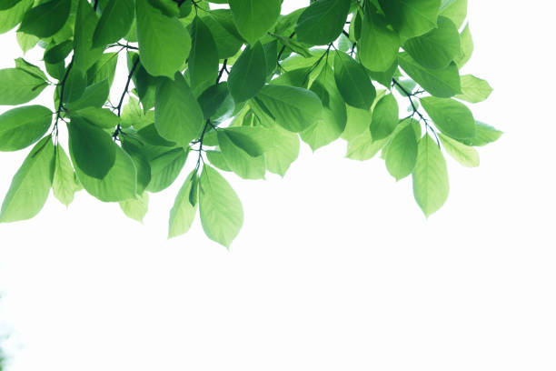 istock Sunlight and fresh green leaves 844684450