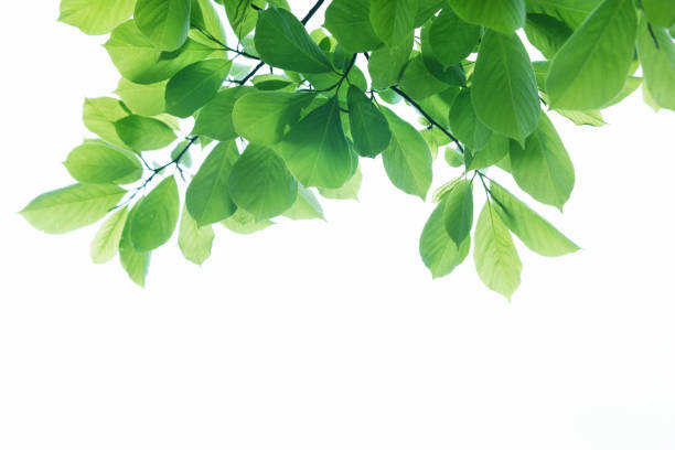 istock Sunlight and fresh green leaves 844684466
