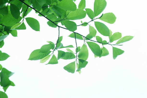 istock Sunlight and fresh green leaves 844684484