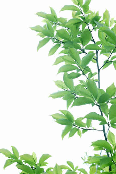 istock Sunlight and fresh green leaves 844684526