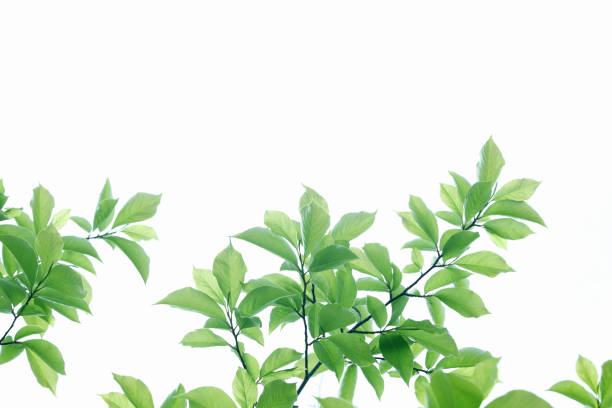 istock Sunlight and fresh green leaves 844684536