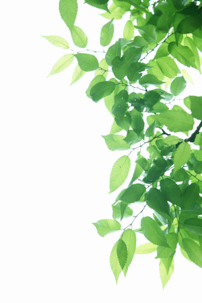 istock Sunlight and fresh green leaves 844684622