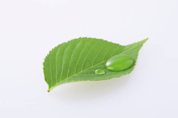 istock Fresh green leaves with water drops 844684956