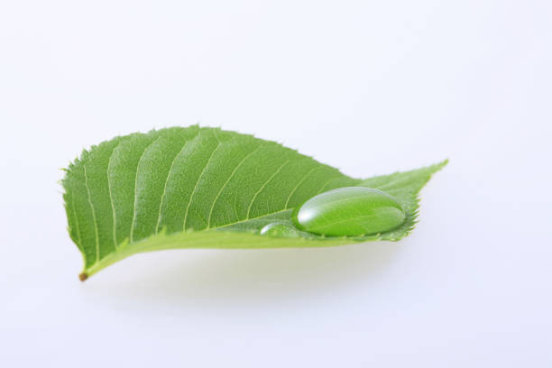 istock Fresh green leaves with water drops 844684986