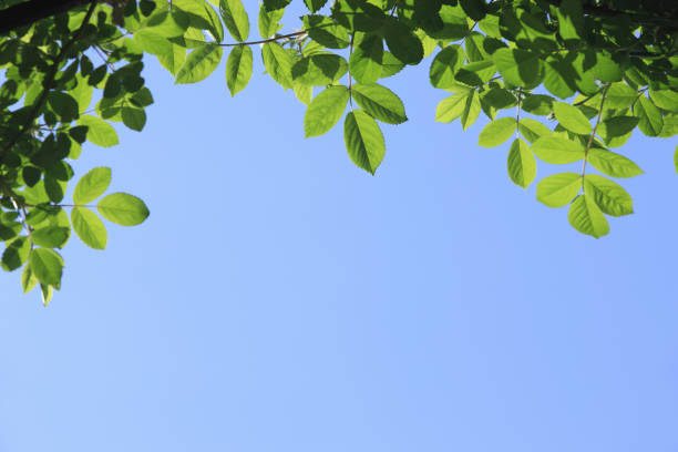 istock Blue skies and green 844684998