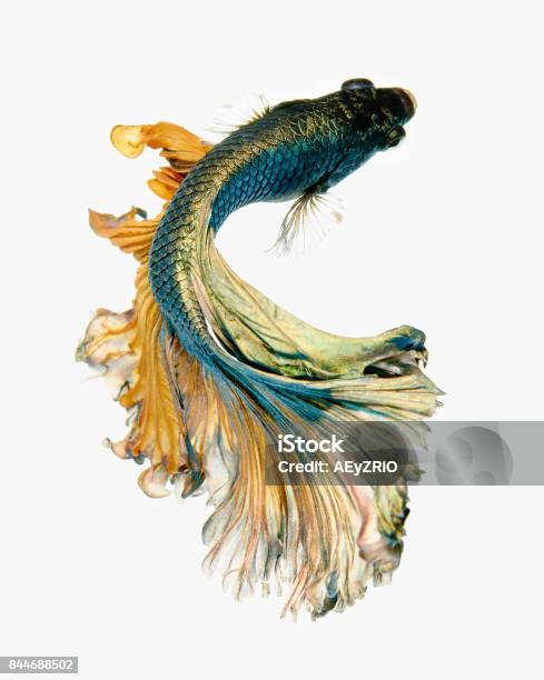 Betta Fish Stock Photo - Download Image Now - Siamese Fighting Fish, Fish, Multi Colored