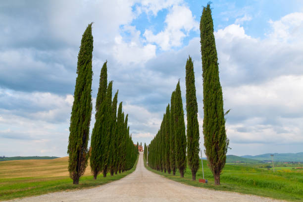 istock Tuscany landscape, beautiful green hills and cypress tree row springtime 844693722