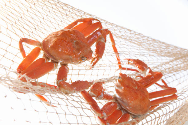 Snow crab Chionoecetes opilio
