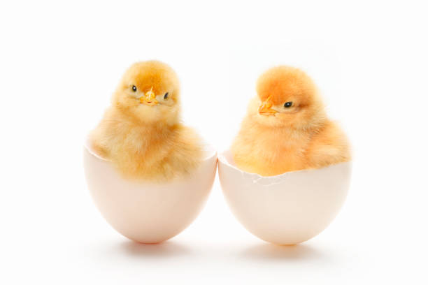 Chick Chick baby chicken photos stock pictures, royalty-free photos & images