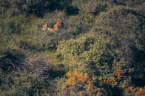Grazing fallow deer between bushes on dune slope.
