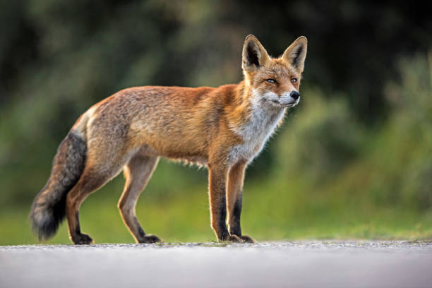 istock Red fox standing on road in nature reserve. 844698680