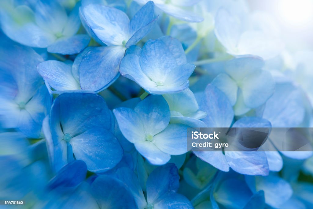 Hydrangea Drop In Hydrangea Stock Photo - Download Image Now - Drop, Flower, Horizontal ...