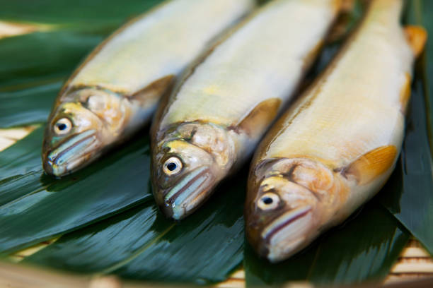 istock Ayu, plecoglossus altivelis 844713568