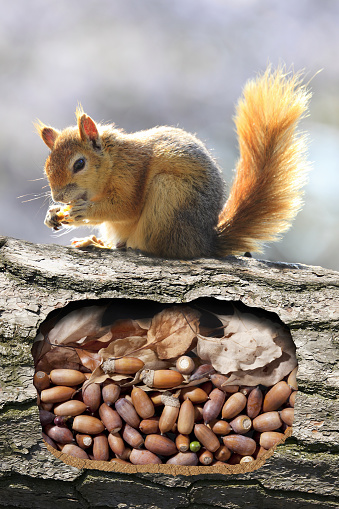 Squirrels burrow