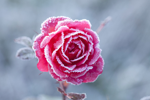 Frozen plants and leaves in deep snow.