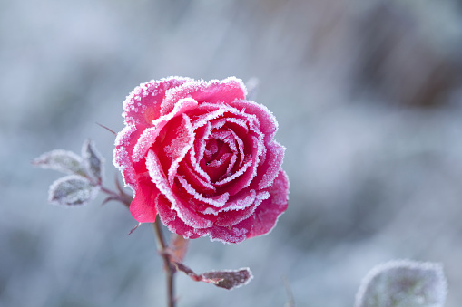 A single wilted Cosmos flower on a glass table covered in rain water.