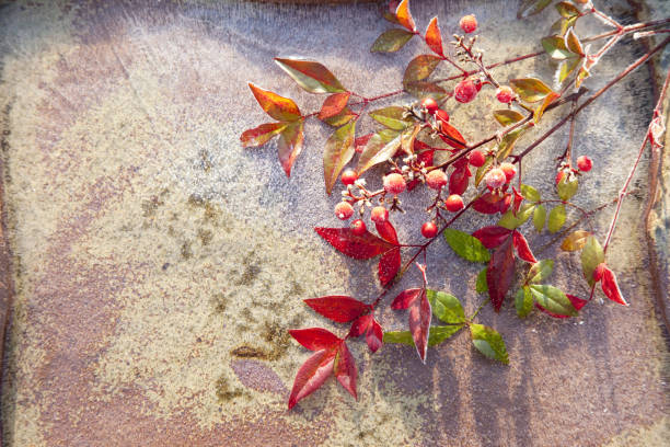 istock Southern Hemisphere plants outdoors in freezing 844721502