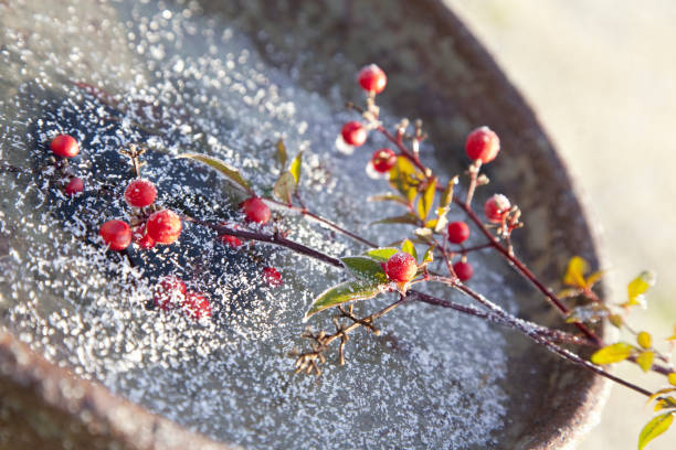 istock Southern Hemisphere plants outdoors in freezing 844721652