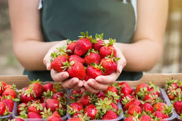 Woman holding a juicy bitten strawberry into the camera,strawberry in arm. Woman holding strawberry in hands in greenhouse,Female hand holding strawberry on blurred background,strawberry crop concept