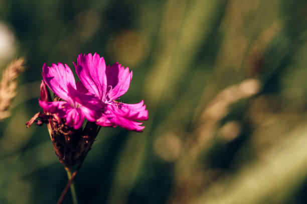 美しい紫の森の花。 - flower head botany florist forest ストックフォトと画像