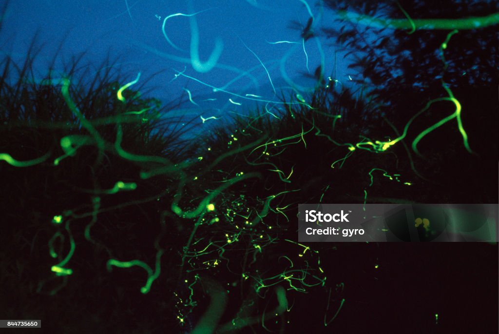 Fireflies dance Animal Stock Photo