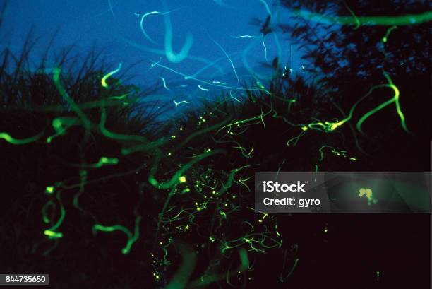 Fireflies Dance Stock Photo - Download Image Now - Animal, Asia, Firefly