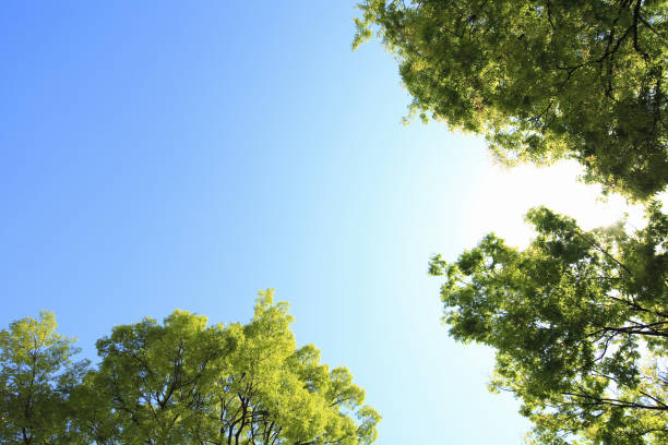istock Fresh green of trees 844736828