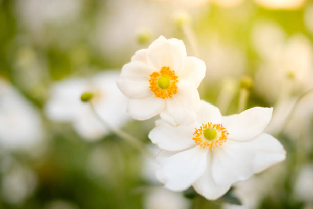 istock spring flowers in meadow , white flowers 844740264
