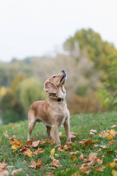 istock Cocker Spaniel playing on green grass among fallen autumn leaves 844744032